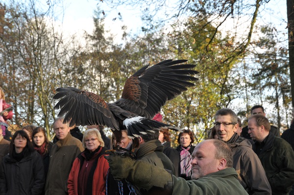 DSC 6327falkner